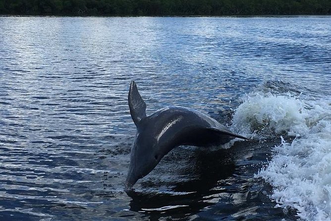 Dolphin Tours - Fort Myers Beach / Naples - Scenic Route and Highlights