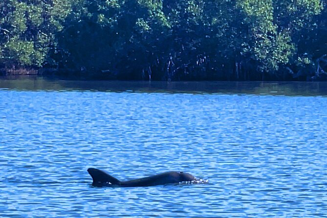 Dolphin Watching Boat Tour Around Anna Maria Island - Health and Accessibility Considerations