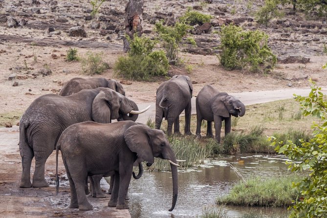 Durban: Big 5 Luxury Safari at an Award Winning Game Reserve — Zeiss Binoculars - Customer Feedback