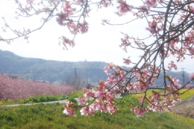 Early Blooming Cherry Blossoms & Fruit Picking 1DAY Tour - Exploring the Early Blooming Cherry Blossoms