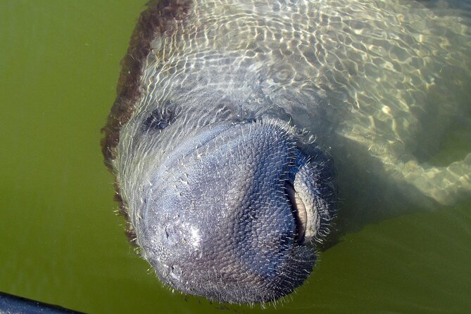 Everglades National Park Dolphin, Birding and Wildlife Boat Tour (2 Hours) - Booking and Confirmation