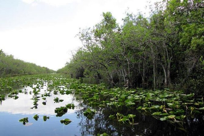 Everglades Tour in Miami - Customer Reviews and Feedback