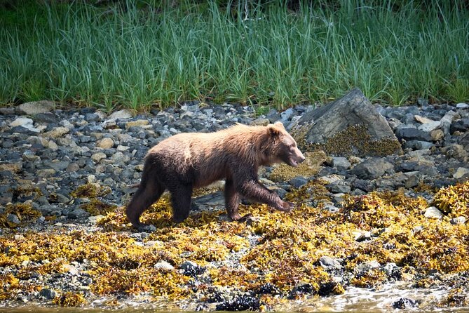 Experience Local Marine Wildlife Tour - Accessibility Features