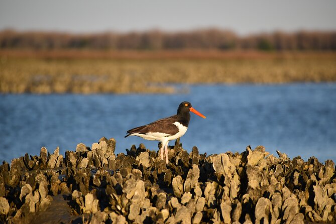 Folly Beach Eco Boat Excursion and Morris Island Drop Off - Customer Feedback and Highlights