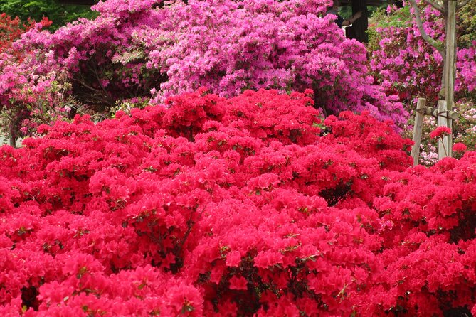 For a Limited Time, Wisteria Festival Ashikaga, 2-12 Guests - Nearby Attractions and Activities