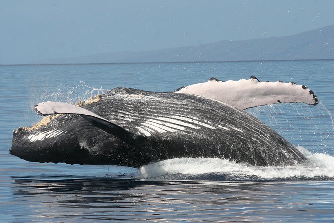 From Maalaea Harbor, Maui: Whale Watch Cruise Aboard Malolo - Customer Reviews and Feedback