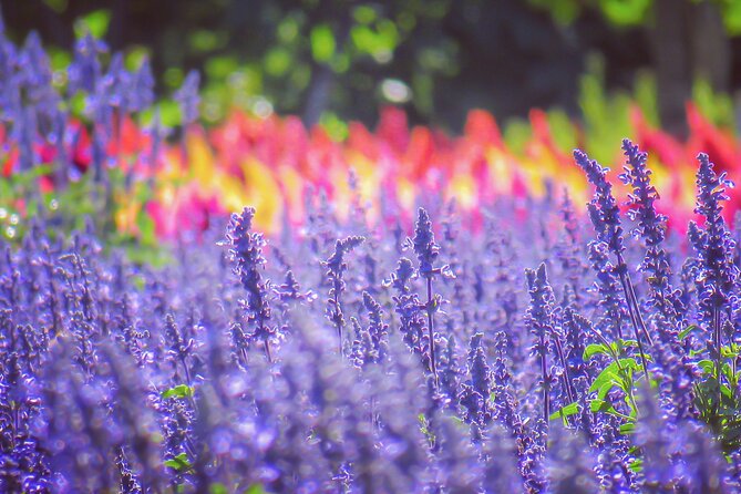 Furano, Biei & Blue Pond Full-Day Private Tour (Up to 21 Pax) - Accessibility and Participation