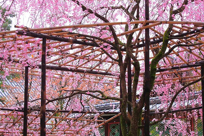Fushimi Cherry Blossom and Sake Brewery Tour - Visiting a Sake Brewery