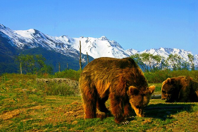 Glacier View & Wildlife Anchorage Adventure Tour - Safety Measures