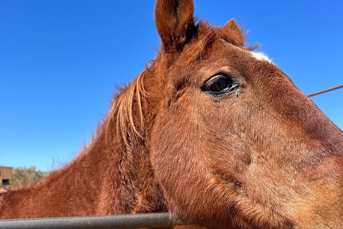 Grand Canyon ATV Tour + Horseback Riding Tour - Dining and Refreshments