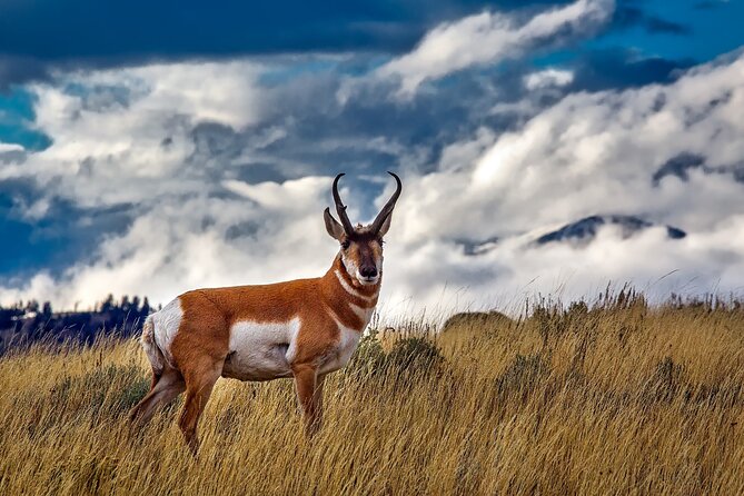 Grand Teton and Its Wildlife: Private Guided Tour - Dietary Accommodations and Comfortable Amenities