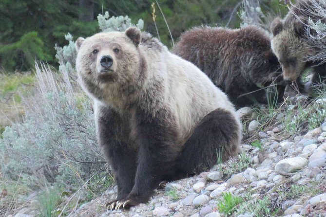 Grand Teton National Park - PRIVATE Full-Day Tour From Jackson Hole - Pricing and Booking Details