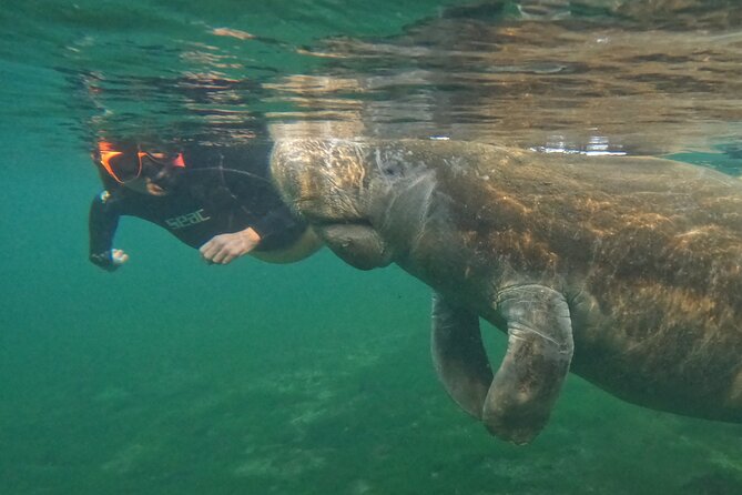 Guided Crystal River Manatee Snorkeling Tour - Highlights From Traveler Reviews