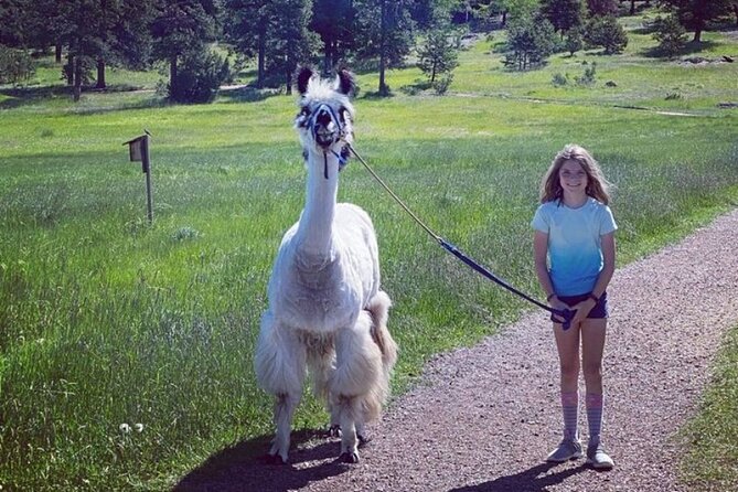 Guided Llama Hike in the Rocky Mountains - Health and Accessibility Considerations