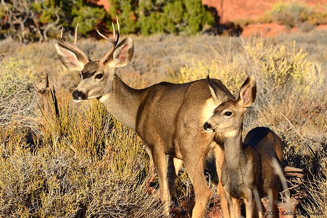 Half Day Private Arches National Park Guided Tour - Accessibility and Inclusions