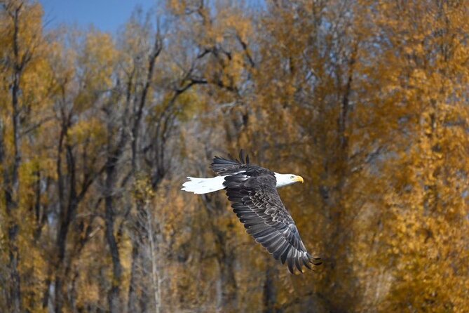 Half-Day Private Guided Fly Fishing at Jackson Hole - Renowned Fishing Locations