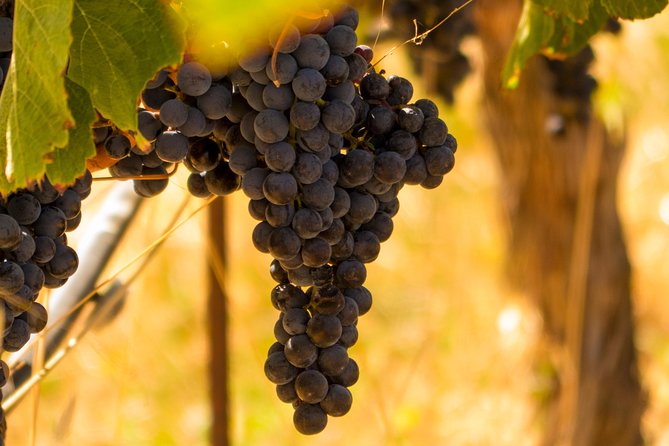 Half-Day Wine Country Tour From San Francisco - Exploring the Wine Country