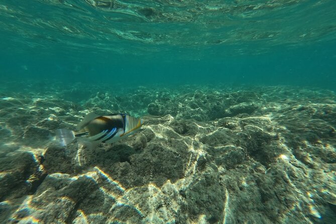 Hanauma Bay Guided Snorkeling Tour With Transportation - Convenient Transportation
