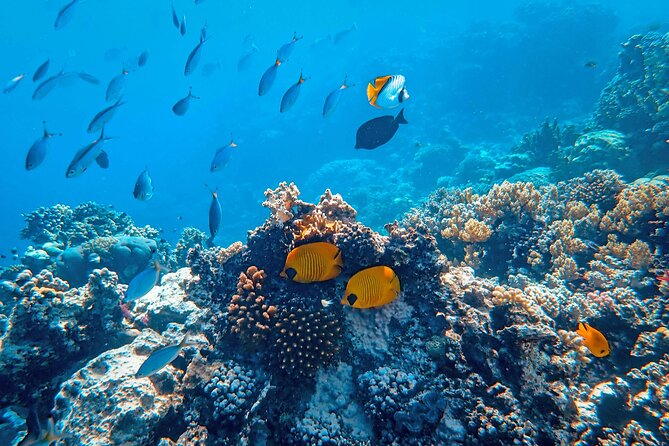 Hanauma Bay Snorkel - Cancellation and Booking Policies