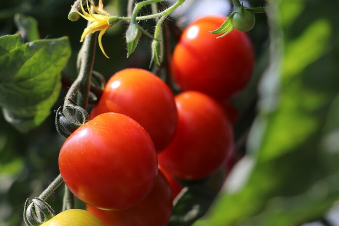Harvest Experience in Akaigawa With Lunch Freshly Picked Veggies - Booking Information