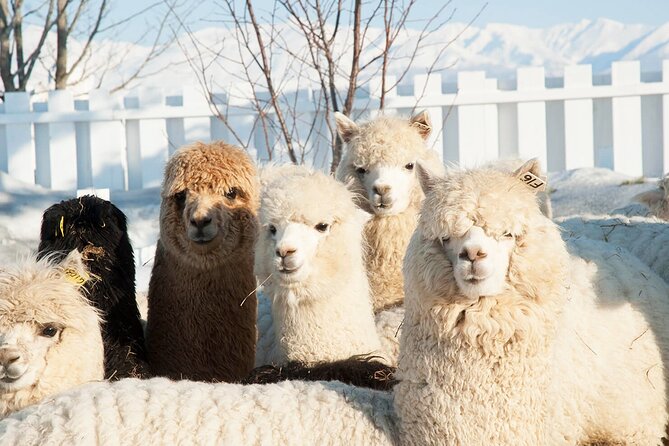 Hokkaido: Asahiyama Zoo, Furano, and Ningle Terrace Full Day Tour - Seasonal Attractions