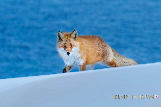 Hokkaido Photo Tour & Workshop-9 Day Tour-February 1-9 - Itinerary Day 1