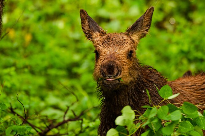 Island Park, Idaho Waterfalls and Wildlife - The Sum Up