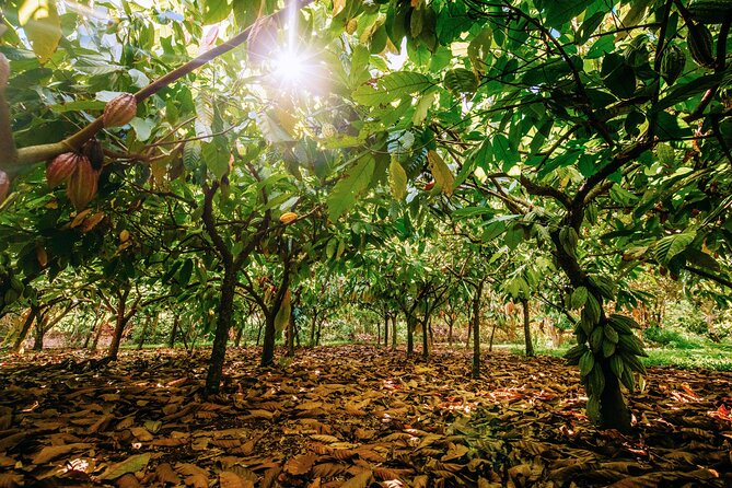 Kauai Chocolate Farm Tasting Tour - Meeting and Accessibility