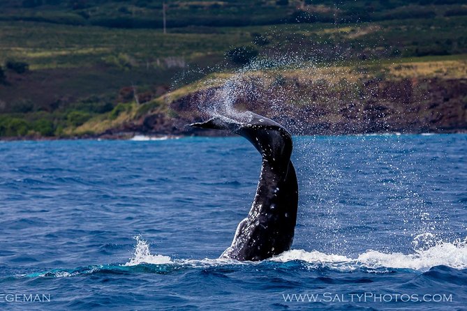 Kauais Ultimate South Side Whale & Dolphin Zodiac Boat Adventure - Meeting and Pickup Information