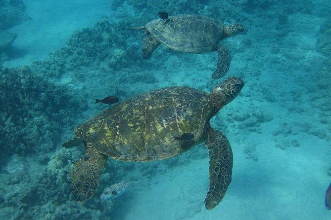 Kawaihae Luxury Snorkel Cruise & Wildlife Watch With Lunch - Pricing and Cancellation Policy