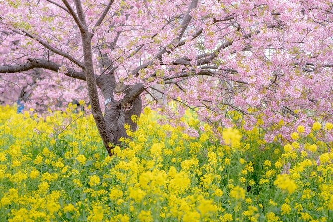 Kawazu Cherry Blossom Sightseeing Tour - Tour Highlights