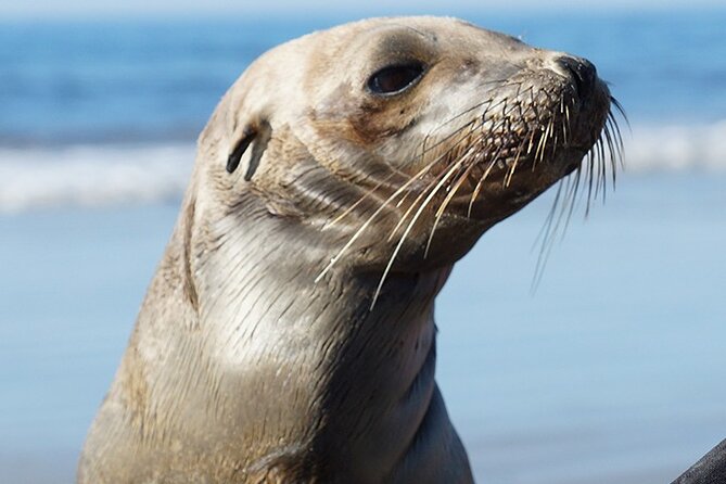 Kayak Rental for Two People in La Jolla - Community Involvement and Sustainability