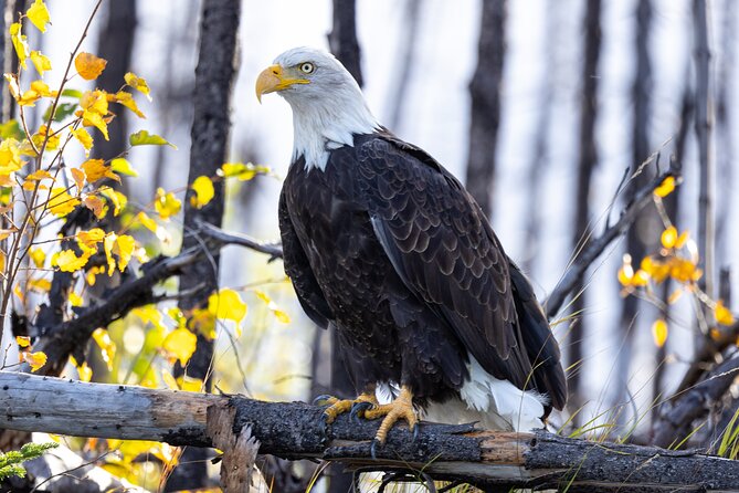 Kenai River Guided Fishing Charters in Alaska - Booking Process and Cancellation Policy