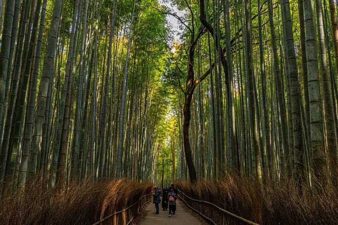 Kyoto Highlights: With Nijo Castle Ticket & Bamboo Forest - Traveling With a Bilingual Guide