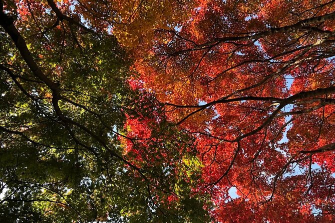 Kyushu Highlights Tour Temples Hot Springs and Anime Adventure - Arrival, Departure, and Luggage Information