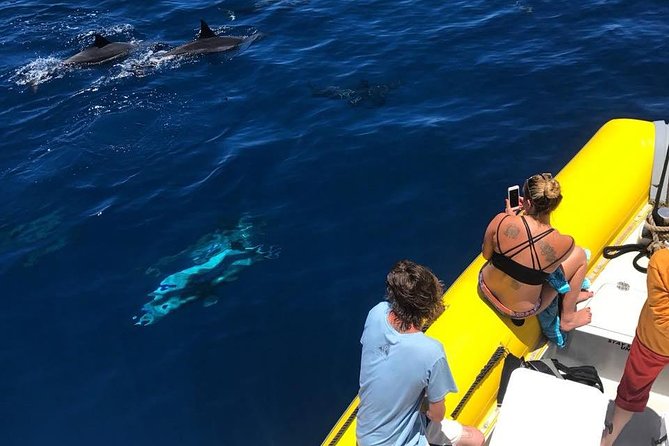 Lanai Deluxe Dolphin Adventure & 3 Snorkel Sites - Exploring Lanais Marine Life