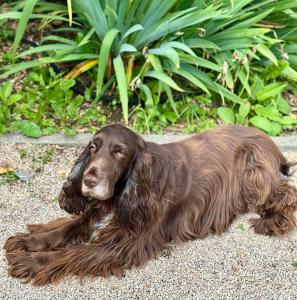 Le Castel Cabourg Hotel & SPA - Restaurant La Calypso - Dining Experience at La Calypso