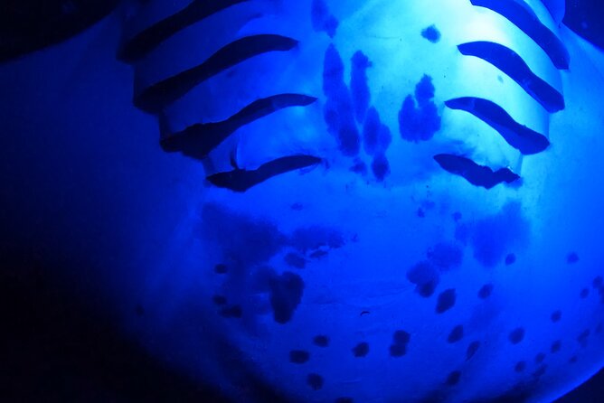 Manta Ray Night Snorkeling Adventure in Kailua-Kona - Health and Safety Considerations