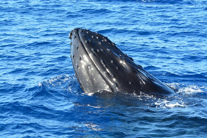 Maui Magic Adventure Snorkel: Molokini Crater and Turtle Stop - Reviews and Feedback From Travelers