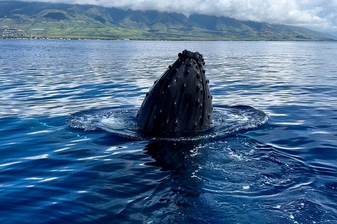 Maui Mid Day Magic Whale Watch - Accessibility and Physical Requirements