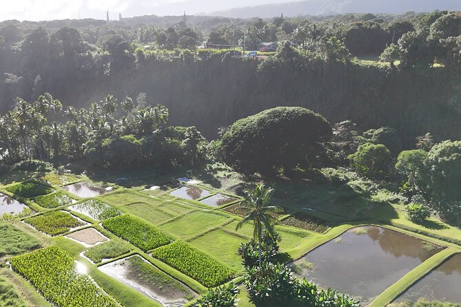 Maui's Sea Turtles, Waterfalls and Road to Hana Adventure - What to Expect From the Tour Guide