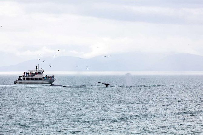 Mendenhall Glacier and Ultimate Whale Watch Combo - Itinerary and Meeting Point