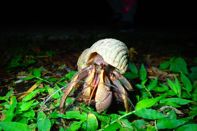 Miyako Island Jungle Night Tour and Starry Sky Viewing - Booking and Cancellation Policy