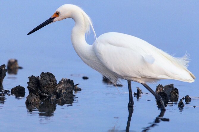 Morning Beaufort River Tour - Customer Reviews and Feedback