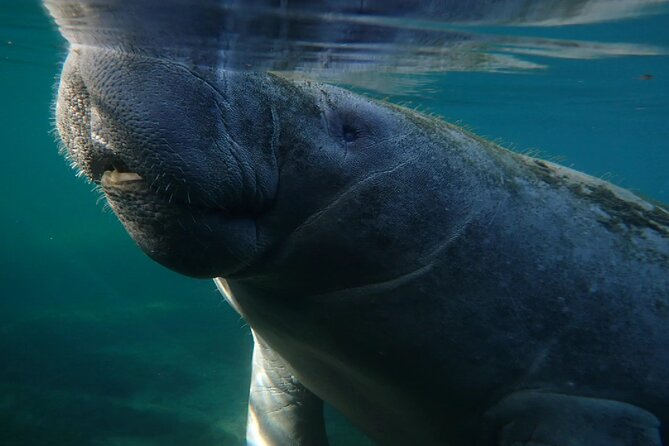 Morning Swim and Snorkel With Manatees-Guided Crystal River Tour - Professional Guides and Assistance