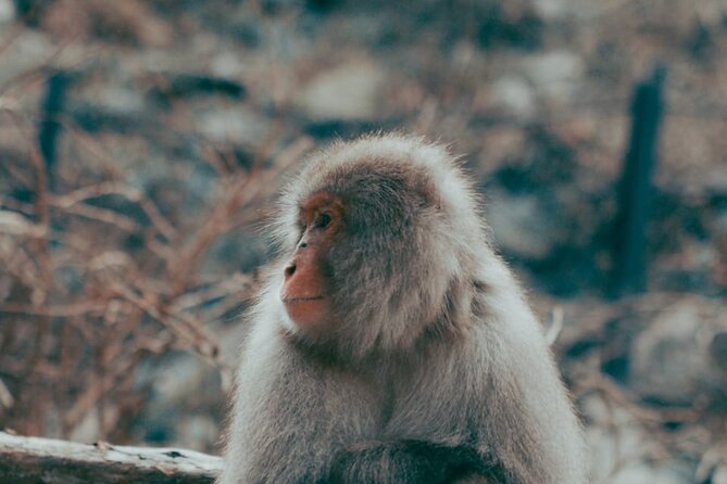 Nagano Private Tour With English Speaking Driver - Jigokudani Snow Monkey Park
