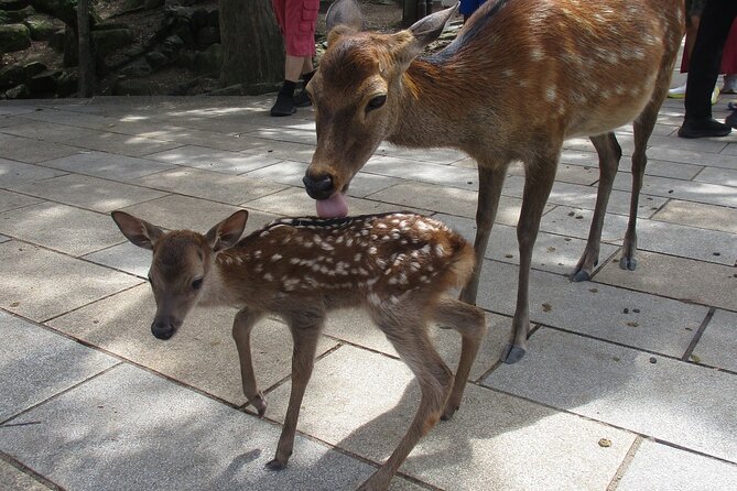 Nara ENGLISH GUIDE, Giant Buddha, Deer Free in the Park - Visiting the Giant Buddha