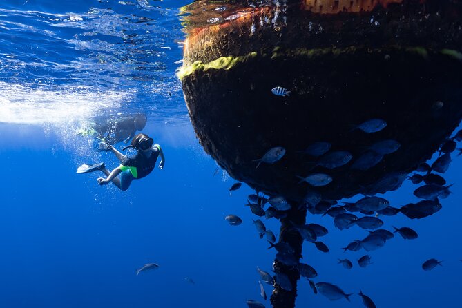 Offshore Safari Adventure in Kona With Underwater Photos - Customer Experiences and Reviews