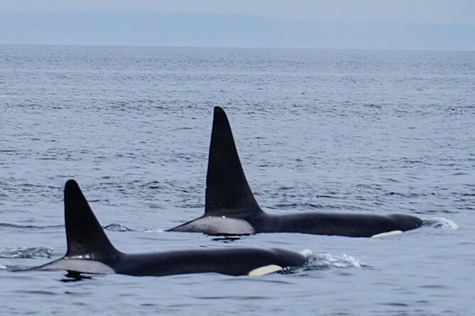 Orca Whale Tour Near Seattle - Customer Feedback and Reviews