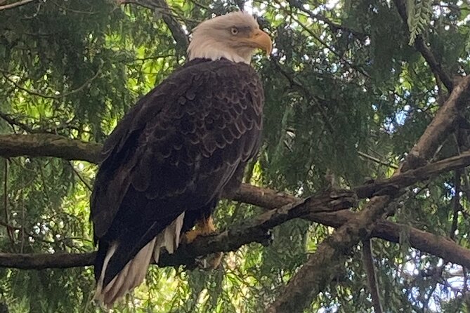 Over the TOP Tours" City Highlights, Wildlife and More! - Exploring Ketchikan Creek